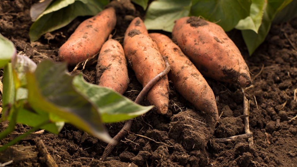 Growing Bungoma Yellow Sweet Potatoes in Your Garden: A Complete Guide